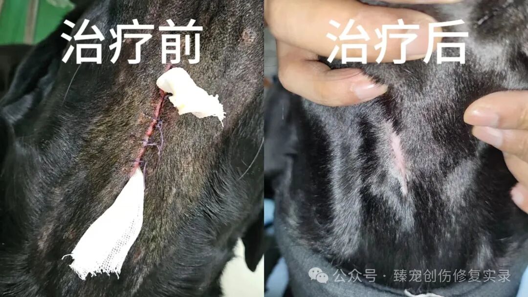 犬颈部空腔二次缝合越缝越糟？外泌体技术11天从“皮下隧道”到完美愈合！